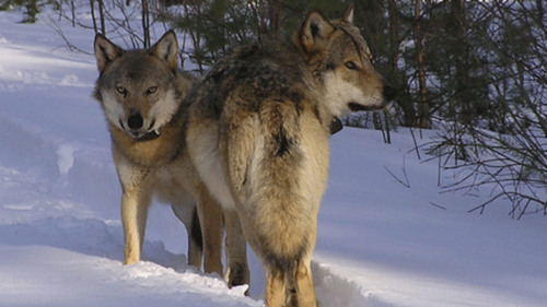 Vargen i Skandinavien