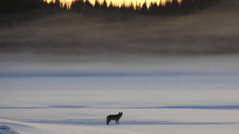 Vargen i Skandinavien