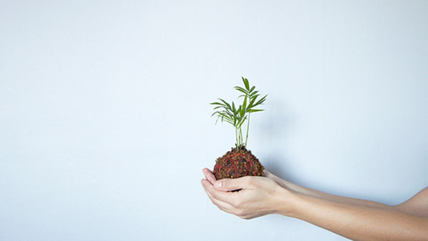 Kokedama workshop Nyhet