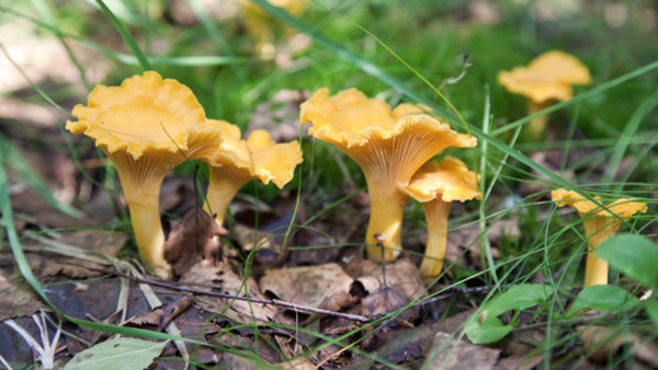 Föreläsning - Mitt val att bli vegetarian
