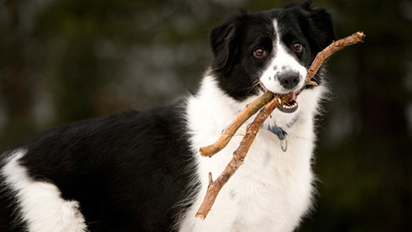 Hundinstruktör och beteendeutredare Nyhet