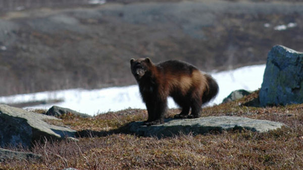 Järven - ett rovdjur på frammarsch