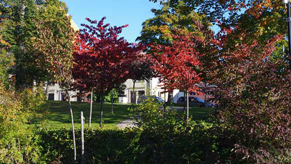 Växter för den norrländska trädgården