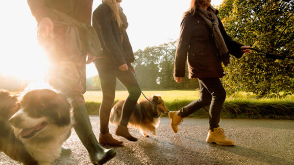 Att leva med hund–relationer känslor kommunikation