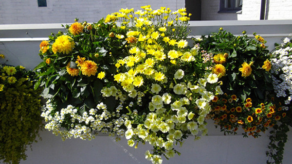 Odla för hållbarhet -Sommarblommor
