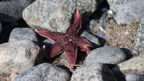 Under ytan i Röda Havet