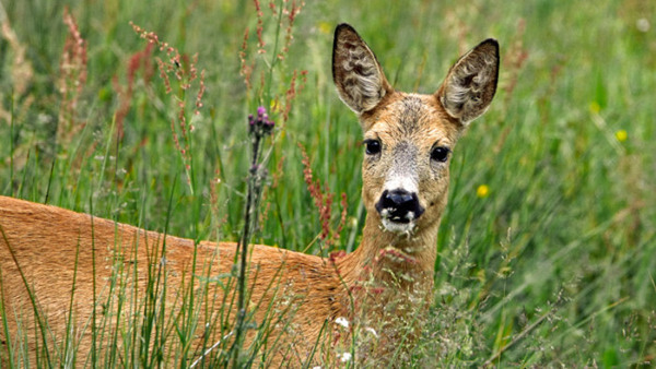Expertlunch; Naturfotografering