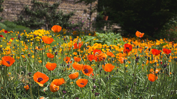 Pollinerande insekter i staden och på landet